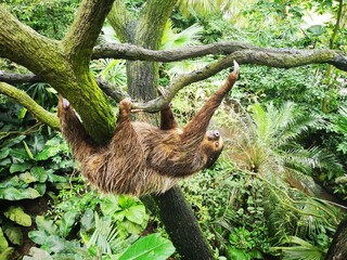 Fototapeta premium Faultier Mutter mit Baby