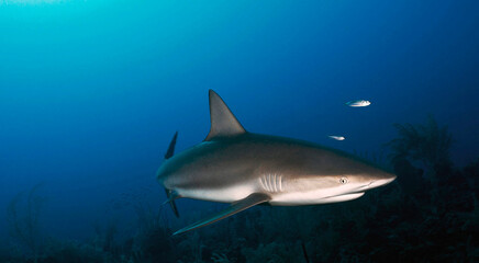 curious silky shark carcharhinus falciformis swimming