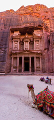 A group of camels in the archeological site of Petra in Jordan in front of the Treasury