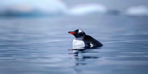 Obraz premium Gentoo penguin swimming in the icy waters of Antarctica
