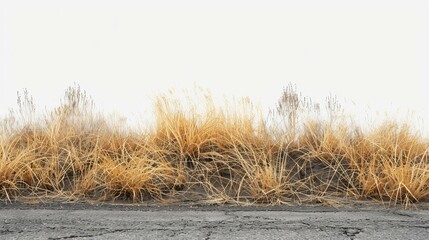 b'Close-up of dry grass field with road'