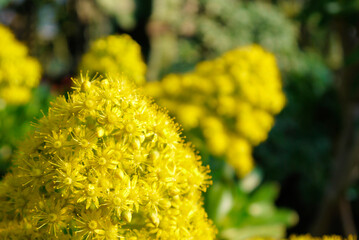 伊豆シャボテン公園の多肉植物の花