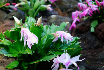 伊豆シャボテン公園のサボテンの花
