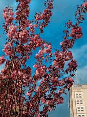 beautiful blooming spring Japanese sakura on the street during the day against the blue sky. A very...