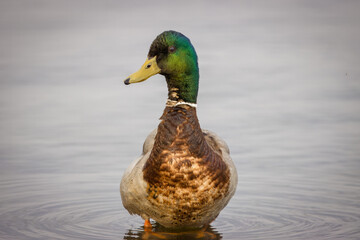 A male mallard stands on the wood in the water and looks toward the camera lens on a spring...