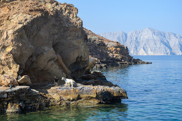 Experience the serene beauty of Khasab’s fjords, where the majestic mountains meet the tranquil...