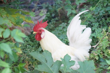 Thai white rooster in the garden © Kingsakai