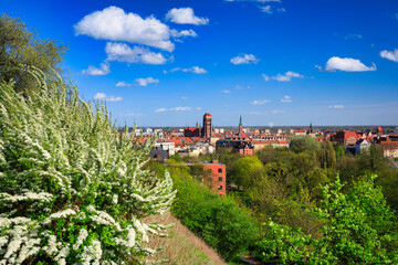 Beautiful blooming tree and the Main City of Gdansk at spring, Poland - obrazy, fototapety, plakaty