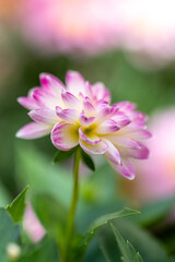 Fototapeta premium ダリアの花