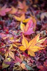 落ち葉　秋のイメージ