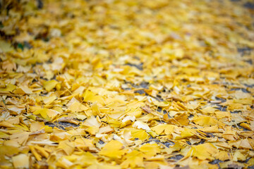 イチョウの葉　一面の落ち葉　秋のイメージ