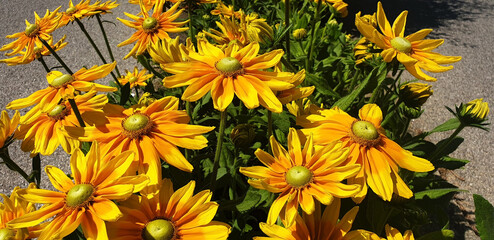 Yellow rudbeckia hirta flowers blooming along the road on the asphalt background. Panorama. - obrazy, fototapety, plakaty