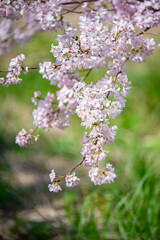Fototapeta premium 桜の花 春のイメージ