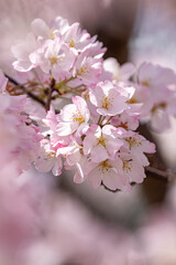 桜の花　春のイメージ