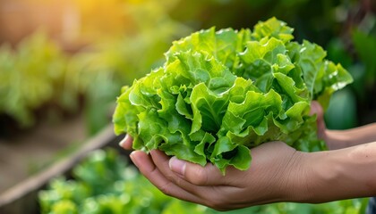 Hand holding fresh lettuce leaves with blurred lettuce selection background and space for text