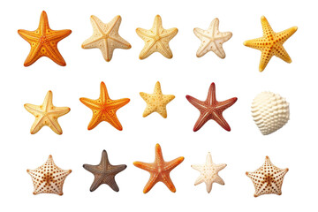 Fototapeta na wymiar Dance of the Starfish: A Seashell Symphony. On a White or Clear Surface PNG Transparent Background.