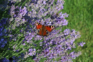 Motyl