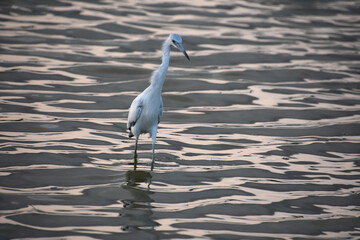 Wind Ruffliing the Feathers of a Wading Heron