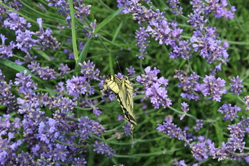 Motyl w lawendzie