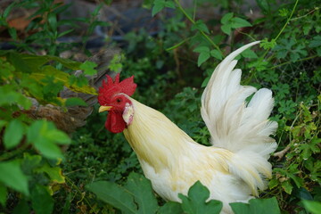Thai white rooster in the garden