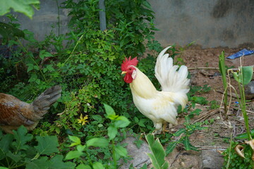 Thai white rooster in the garden