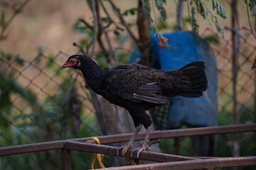 rooster in the farm