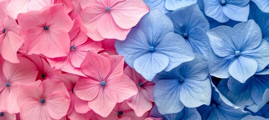 Close up image of a variety of vibrant blue and pink flowers blooming beautifully