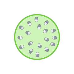 Internal structure of monocot stem.