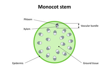 Internal structure of monocot stem. Diagram.