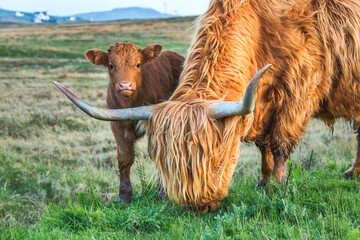Close up of a baby Highland cow and his mother, Isle of Skye, Scotland, Europe