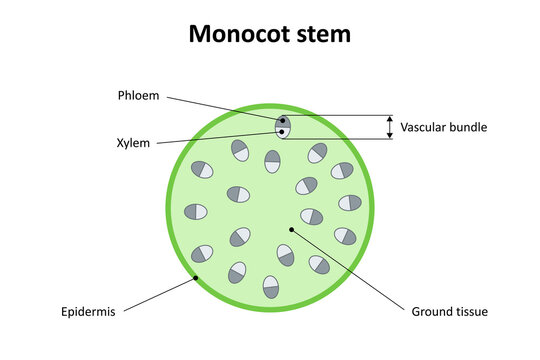 Internal structure of monocot stem. Diagram.