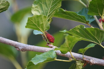 Red mulberry on a branch