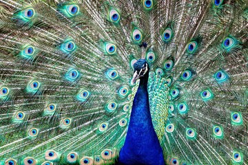 Naklejka premium Peacock