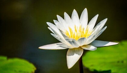 white lotus flower dark background