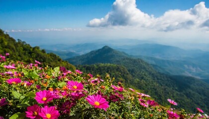 garden flowers on the mountain in thailand