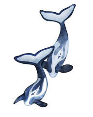 A couple of killer whales. Hand drawn illustration of Orca on isolated background. © Iryna Klymchuk