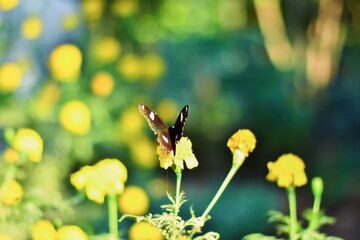 beautiful butterfly sitting on a flower