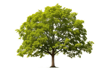 Obraz premium Ethereal Tree of Tranquility. On a White or Clear Surface PNG Transparent Background.