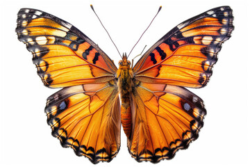 A butterfly with its wings spread, isolated on a white background