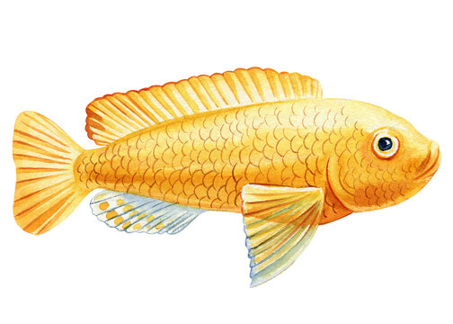 recommend clip art: Sea fish watercolor isolated on white background. Marine life painting. Watercolor nautical colorful tropical yellow fish