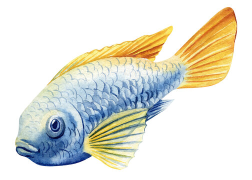 recommend clip art: Sea fish watercolor isolated on white background. Marine life painting. Watercolor nautical colorful tropical blue fish