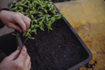 Gardener planting seedlings in a black plastic tray at home