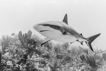 Closeup of a dangerous shark swimming deep underwater
