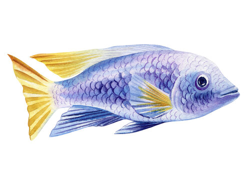 recommend clip art: Sea fish watercolor isolated on white background. Marine life painting. Watercolor nautical colorful tropical blue fish