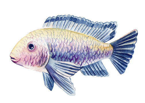 recommend clip art: Sea fish watercolor isolated on white background. Marine life painting. Watercolor nautical colorful tropical blue fish