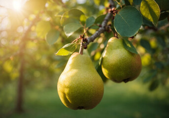 fresh Pear at sunset in autumn harvest. Ripe Pear in fall.