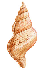 Seashell on isolated white background, watercolor painting illustration sea shell clipart for print, card, design