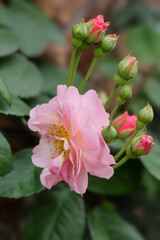 新緑のお庭の花々　緑の季節