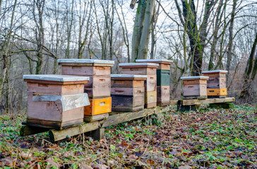 Traditional apiary in the forest. Raws of wooden, colorful bee hives. Beehive in bee-garden. Nest of any bee colony, hexagonal prismatic cells made of beeswax, called honeycomb. Honey production.