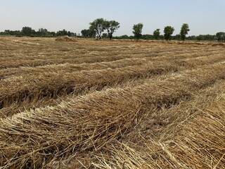 Wheat harvested field